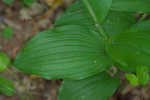 Kentuckey lady's slipper